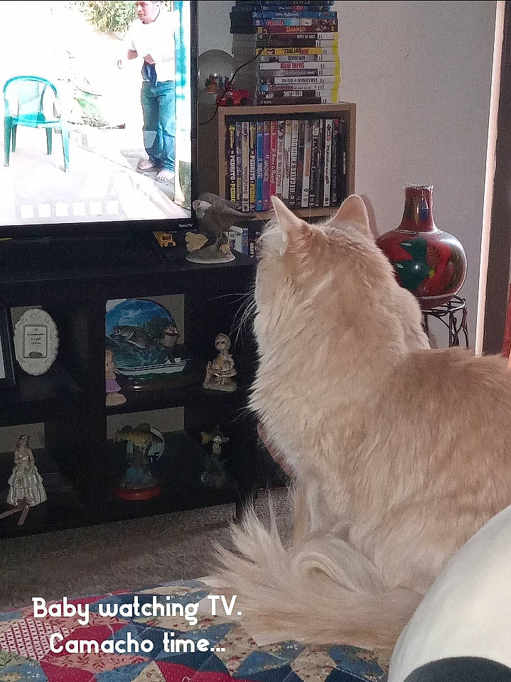 Baby is registered to the contest to win money with this photo: book, bookcase, carnivore, cat, companion_dog, felidae, flooring, fur, hardwood, paw, publication, room, shelf, shelving, small_to_medium_sized_cats, tail, television_set, whiskers, wood