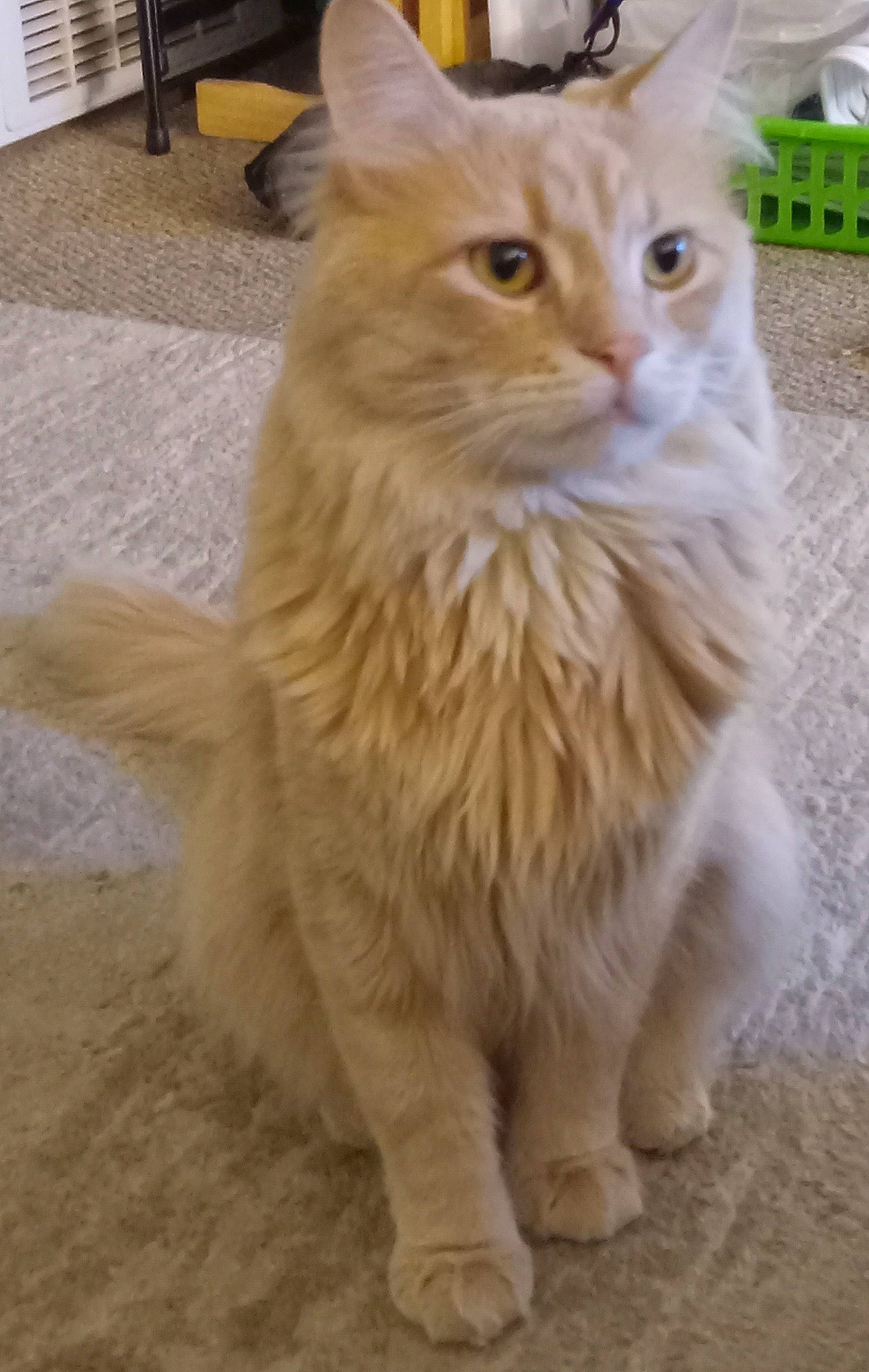 Baby is registered to the contest to win money with this photo: british_longhair, carnivore, cat, claw, domestic_short_haired_cat, fawn, felidae, flooring, fur, hardwood, paw, small_to_medium_sized_cats, snout, tail, terrestrial_animal, whiskers, window, wood