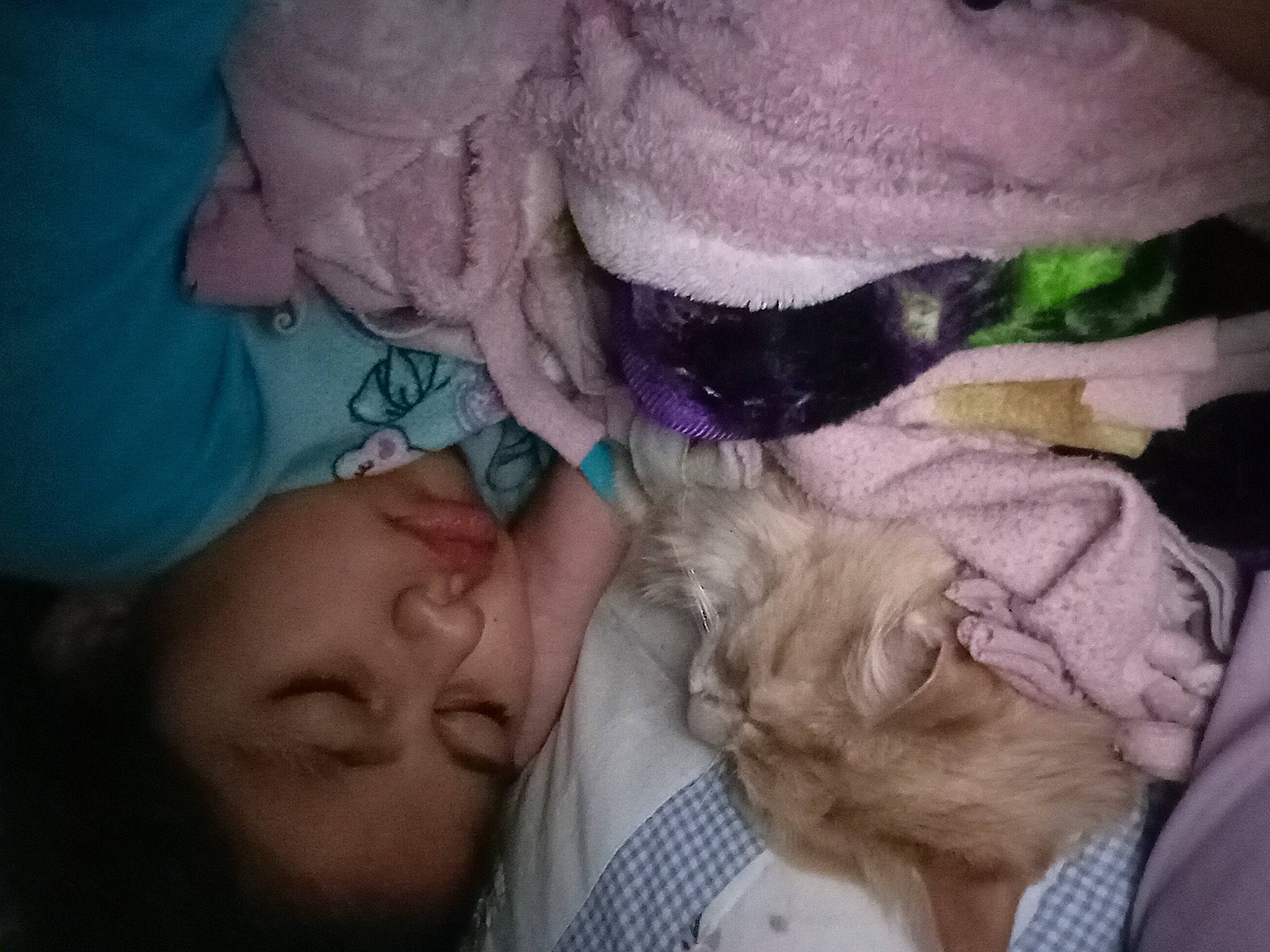 Baby is registered to the contest to win money with this photo: beard, carnivore, comfort, companion_dog, dog, dog_breed, ear, fawn, felidae, fun, fur, lap, magenta, nap, purple, sleep, small_to_medium_sized_cats, sporting_group, whiskers, wrinkle