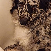 Harlow joined the competition — help win amazing prizes! animal, calm, canine, close_up, companion, cute, dog, domestic_animal, ears, eyes, fluffy, fur, indoor, laying_down, mammal, pet, portrait, relaxed, resting, speckled_coat