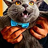 cat, gray_cat, orange_eyes, blue_bow_tie, pet, animal, whiskers, teeth, hands, holding, close_up, fur, indoor, portrait, expression, mouth_open, cute, domestic_cat, feline, person