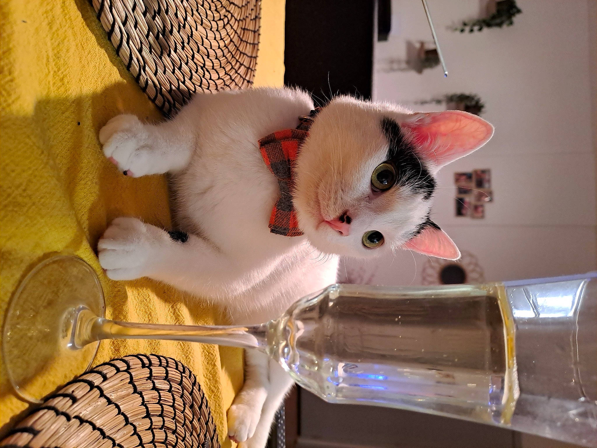 Cajou participe au concours pour gagner de l'argent avec cette photo : automotive_lighting, canidae, carnivore, cat, comfort, companion_dog, couch, domestic_short_haired_cat, drinkware, fawn, felidae, fur, paw, room, small_to_medium_sized_cats, stuffed_toy, tail, teddy_bear, whiskers, wood