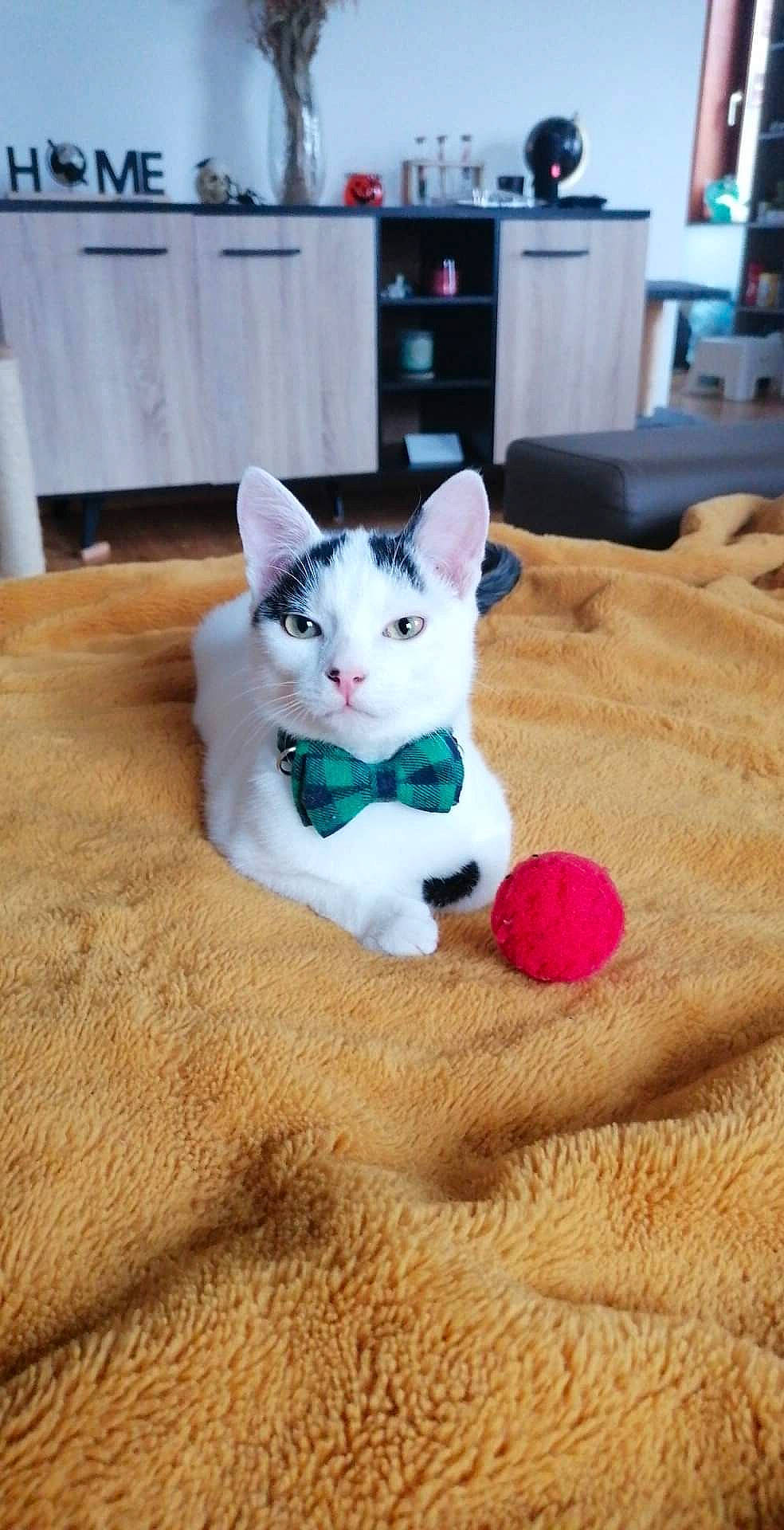 Cajou a rejoint le concours — aidez-le/la à gagner de superbes lots ! art, cabinetry, carnivore, cat, comfort, domestic_short_haired_cat, drawer, fawn, felidae, floor, flooring, fur, hardwood, linens, paw, shelf, small_to_medium_sized_cats, tail, whiskers, wood