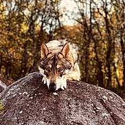 Starck participe au concours pour gagner de l'argent avec cette photo : dog, rock, animal, outdoor, forest, tree, autumn, nature, canine, resting, animal_face, ears, fur, wild, mammal, landscape, brown, soft_light, calm, closeup