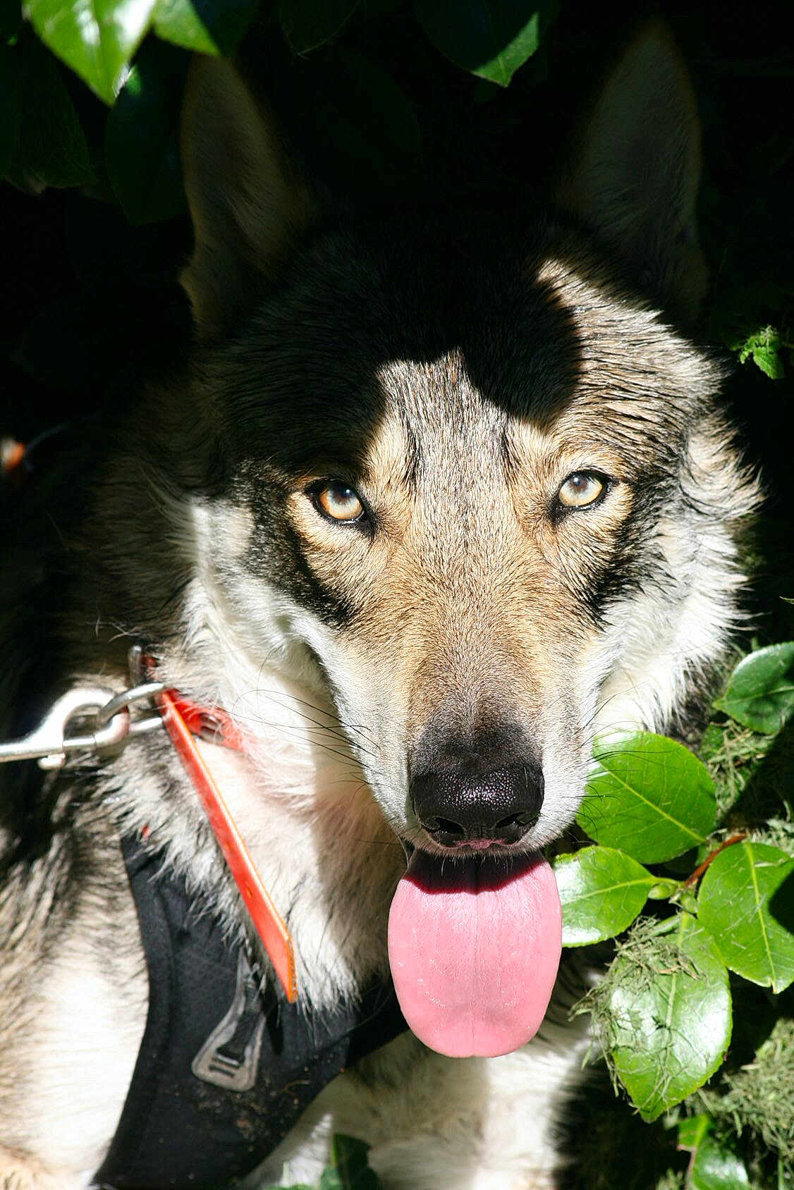 Starck a rejoint le concours — aidez-le/la à gagner de superbes lots ! dog, close_up, tongue_out, leaves, sunlight, shadow, outdoor, animal, pet, fur, eyes, nature, collar, harness, greenery, portrait, canine, face, tongue, expression