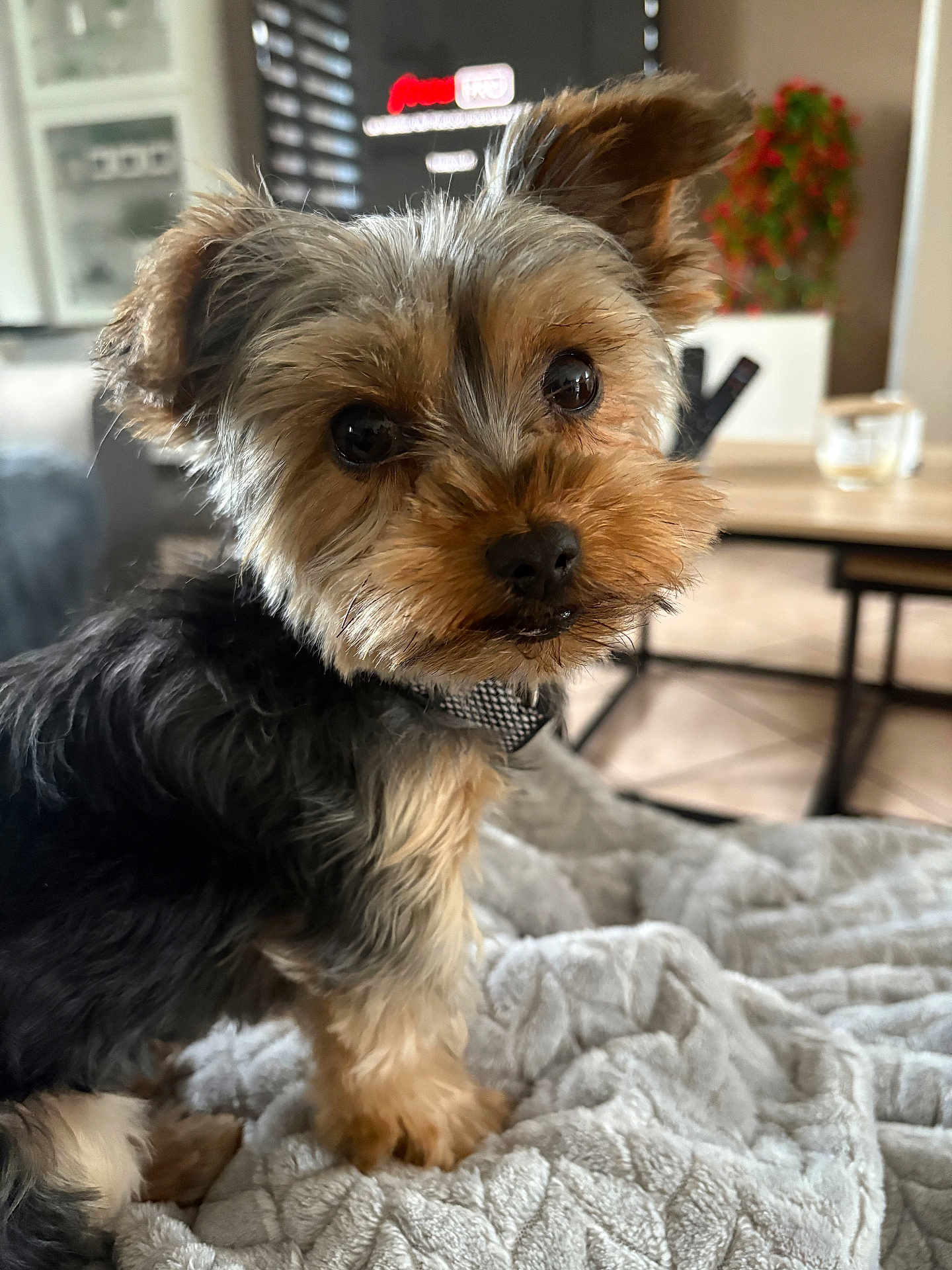 Jo Camerlynck a rejoint le concours — aidez-le/la à gagner de superbes lots ! dog, small_dog, fluffy_fur, black_and_brown, pet, blanket, cozy, indoor, living_room, table, plant, curious, cute, fur, paw, canine, domestic_animal, companion, animal_portrait, soft_texture