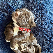 Rolo joined the competition — help win amazing prizes! puppy, dog, sleeping, collar, red_collar, blue_blanket, fluffy, cute, fur, pet, animal, small, resting, cozy, young, adorable, relaxed, paw, snuggled, domestic_animal