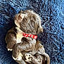 puppy, dog, sleeping, collar, red_collar, blue_blanket, fluffy, cute, fur, pet, animal, small, resting, cozy, young, adorable, relaxed, paw, snuggled, domestic_animal