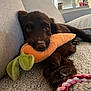 puppy, dog, plush_toy, carrot_toy, rope_toy, couch, indoor, pet, brown_dog, close_up, relaxed, home_interior, window, plant, decor, furniture, laying_down, cute, toy, cozy