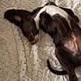 Rolo joined the competition — help win amazing prizes! puppy, dog, sleeping, blanket, cozy, brown, white, fur, pet, cute, relaxed, indoor, bed, napping, soft, paw, tail, animal, resting, canine