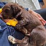Rolo is registered to the contest to win money with this photo: puppy, dog, sleeping, brown_fur, plush_toy, yellow_toy, lap, person, hand, blanket, couch, casual_clothing, indoors, relaxation, pet, cozy, fur, paw, cute, resting