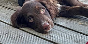 Rolo is registered to the contest to win money with this photo: dog, brown_dog, puppy, wooden_deck, outdoor, floor, chair_legs, pet, animal, lying_down, relaxed, curious_eyes, canine, domestic_animal, young_dog, wood_planks, resting, close_up, daylight, nature
