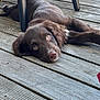 dog, brown_dog, puppy, wooden_deck, outdoor, floor, chair_legs, pet, animal, lying_down, relaxed, curious_eyes, canine, domestic_animal, young_dog, wood_planks, resting, close_up, daylight, nature