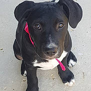 Roxie a rejoint le concours — aidez-le/la à gagner de superbes lots ! puppy, dog, black_dog, white_paws, pink_collar, pet, animal, cute, young_dog, sitting, outdoor, concrete, looking_up, adorable, fur, ears, nose, eyes, domestic_animal, pet_collar