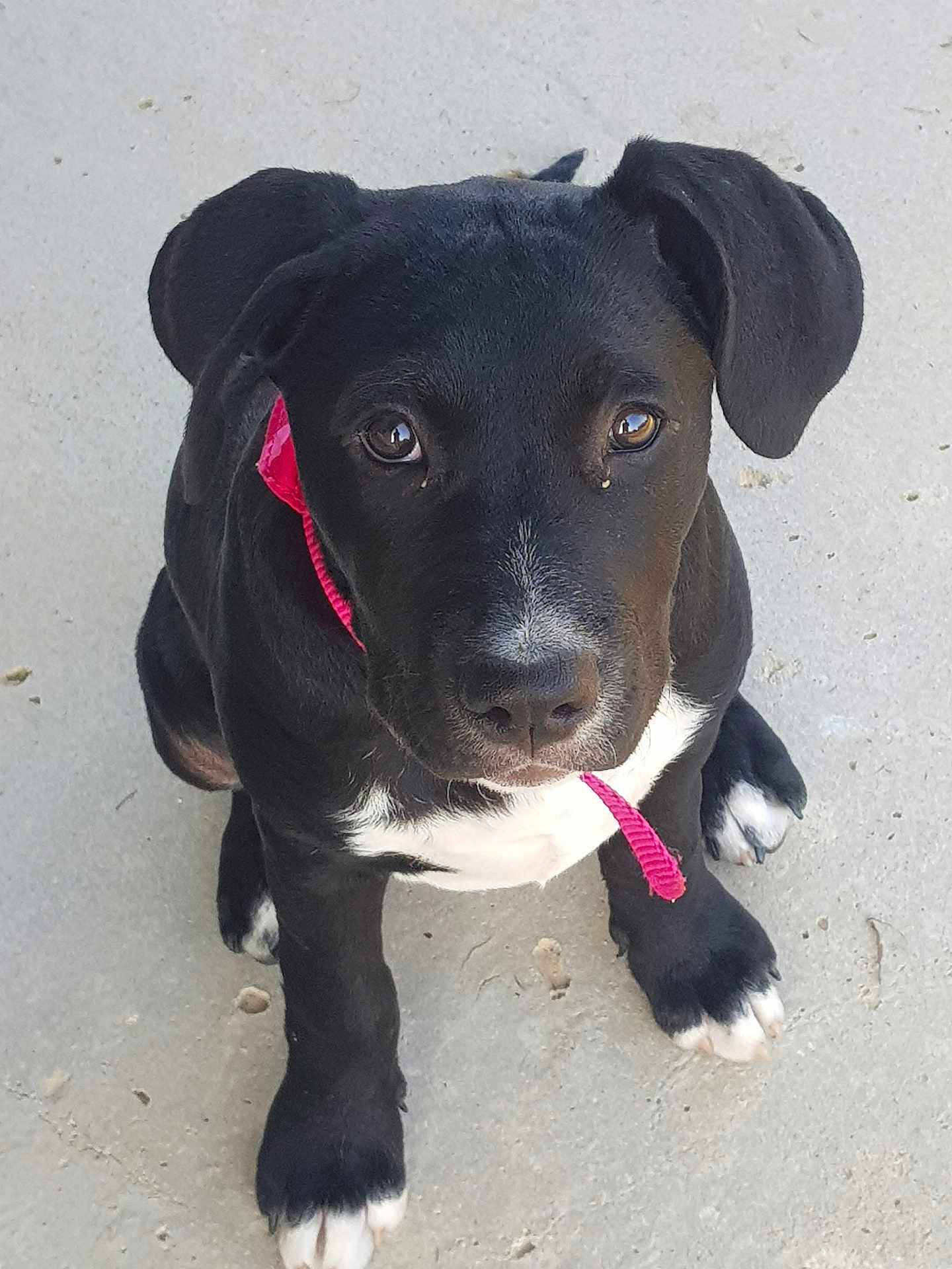 Roxie