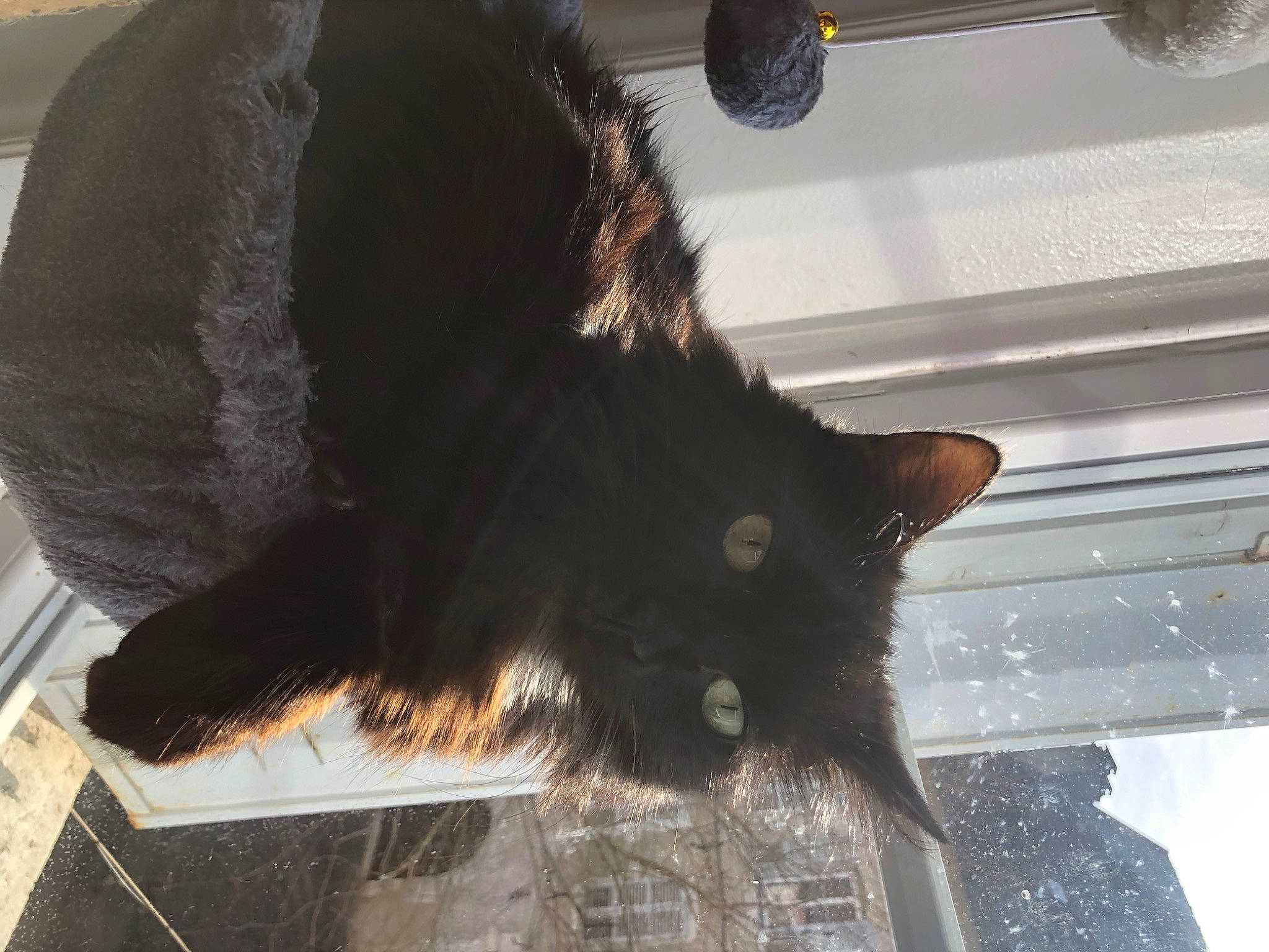 Chateigne participe au concours pour gagner de l'argent avec cette photo : black_cat, canidae, carnivore, cat, claw, dog_breed, domestic_short_haired_cat, felidae, fur, human_leg, paw, plant, small_to_medium_sized_cats, snout, tail, terrestrial_animal, whiskers, window, wood