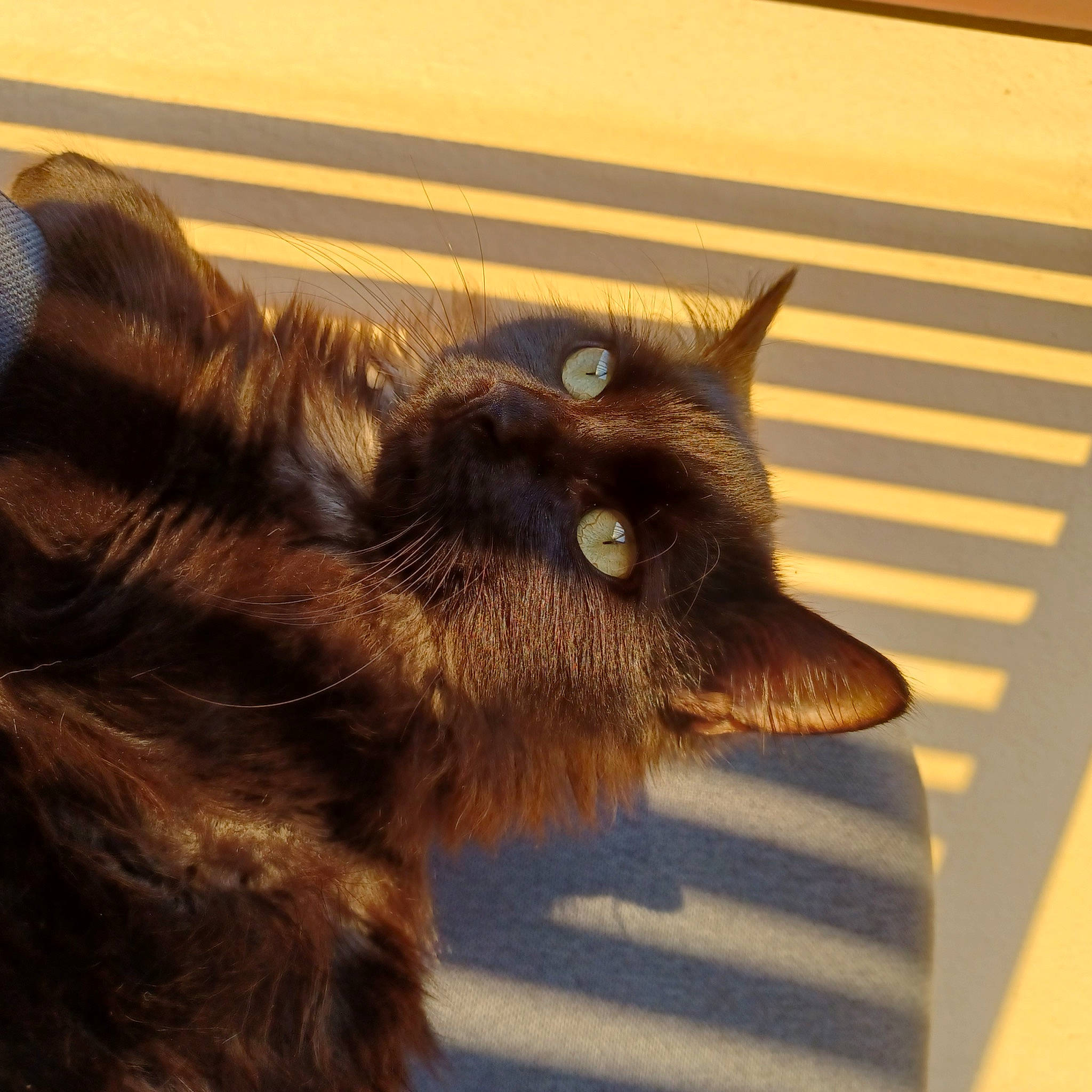 Chateigne a rejoint le concours — aidez-le/la à gagner de superbes lots ! black_cat, canidae, carnivore, cat, claw, companion_dog, dog_breed, ear, fawn, felidae, fur, gesture, liver, small_to_medium_sized_cats, snout, sporting_group, tail, terrestrial_animal, whiskers, wood