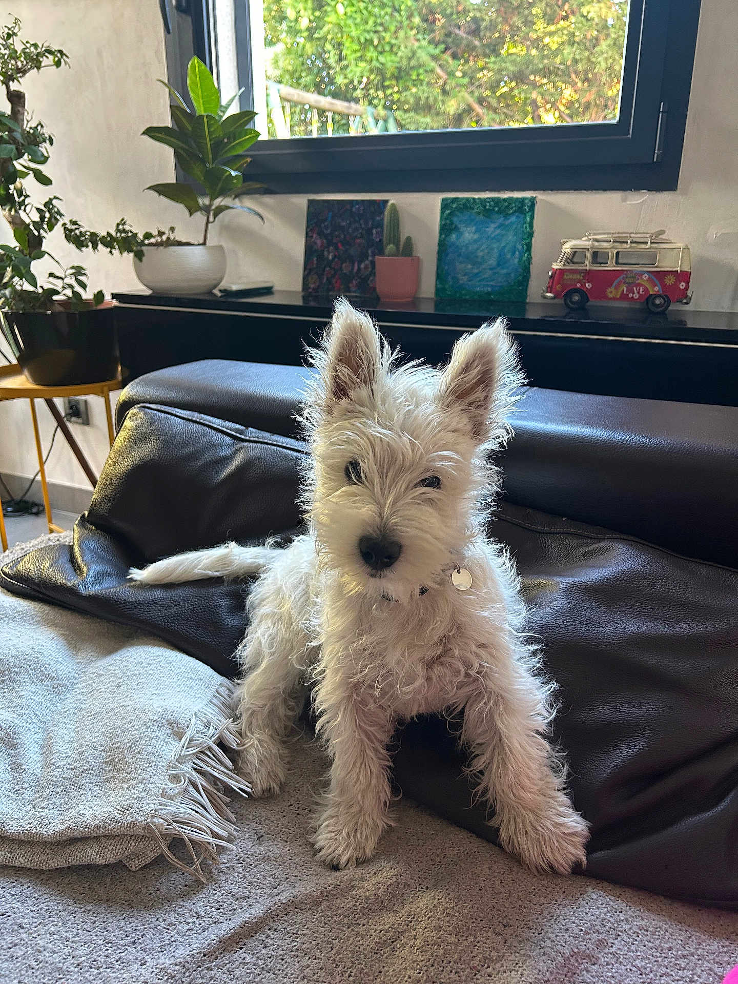 Aston a rejoint le concours — aidez-le/la à gagner de superbes lots ! dog, white_dog, pet, indoor, blanket, leather_cushion, plant, window, sunlight, curious, alert, cozy, fur, ears, living_room, decor, home, cactus, toy_van, relaxing