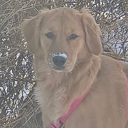 Olive Annie is registered to the contest to win money with this photo: animal, bushes, calm, canine, daylight, dog, ears, fur, golden_retriever, leafless_bushes, looking_at_camera, muzzle, nature, nose, outdoor, pet, pink_harness, portrait, snow, winter