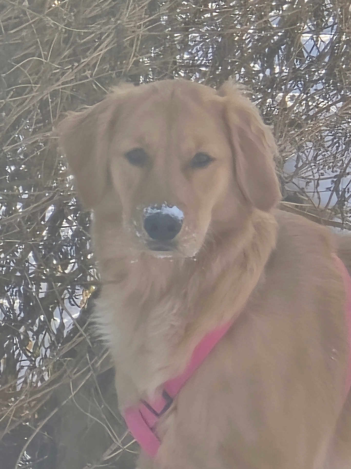 Olive Annie is registered to the contest to win money with this photo: animal, bushes, calm, canine, daylight, dog, ears, fur, golden_retriever, leafless_bushes, looking_at_camera, muzzle, nature, nose, outdoor, pet, pink_harness, portrait, snow, winter