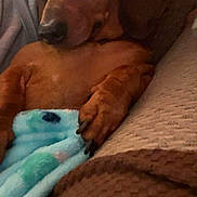 Ginger joined the competition — help win amazing prizes! dog, dachshund, pet, blanket, couch, indoor, brown, fur, paw, closeup, relaxed, cute, animal, companion, cozy, snuggled, looking, wide_eyes, resting, home