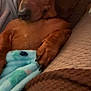 dog, dachshund, pet, blanket, couch, indoor, brown, fur, paw, closeup, relaxed, cute, animal, companion, cozy, snuggled, looking, wide_eyes, resting, home