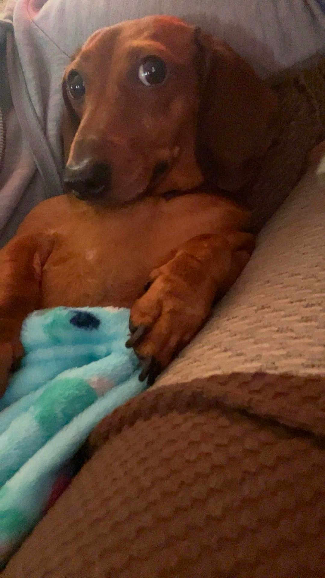 Ginger