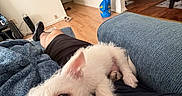 Nyla joined the competition — help win amazing prizes! puppy, dog, white_dog, indoor, living_room, couch, blanket, person, legs, hardwood_floor, door, bag, chair, jacket, home, cozy, playful, pet, fur, relaxing
