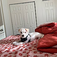 Nyla joined the competition — help win amazing prizes! puppy, dog, bed, blanket, floral_pattern, pink, red, harness, indoor, bedroom, door, white_wall, sunlight, cozy, pet, fur, animal, resting, cute, small_dog