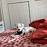 puppy, dog, bed, blanket, floral_pattern, pink, red, harness, indoor, bedroom, door, white_wall, sunlight, cozy, pet, fur, animal, resting, cute, small_dog