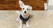 Nyla joined the competition — help win amazing prizes! adorable, animal, canine, companion, cute, dog, domestic_animal, flooring, harness, indoor, looking_up, one_ear_up, pet, puppy, sitting, small_dog, tile_floor, white_dog, wood_floor, young_dog