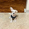 puppy, dog, white_dog, small_dog, pet, indoor, tile_floor, wood_floor, harness, cute, animal, young_dog, sitting, looking_up, one_ear_up, flooring, domestic_animal, companion, canine, adorable