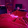 Nyla joined the competition — help win amazing prizes! dog, blanket, bed, red_light, indoor, furniture, television, storage_bins, clutter, small_dog, snuggling, low_light, cozy, room, soft_texture, sleeping, pet, relaxing, household, blurred