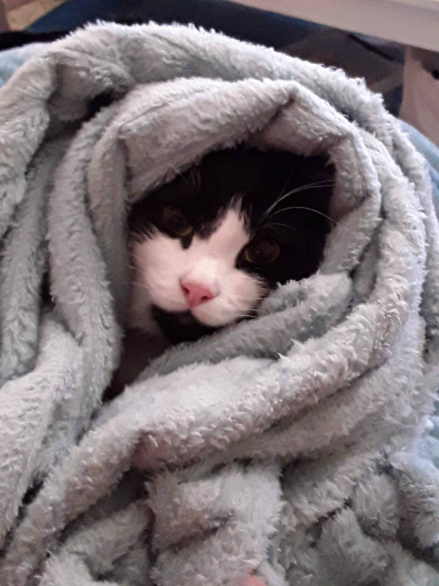 Cabrè participe au concours pour gagner de l'argent avec cette photo : carnivore, cat, comfort, fawn, felidae, fur_clothing, hand, headgear, linens, mammal, outerwear, small_to_medium_sized_cats, snout, textile, toy, vertebrate, whiskers, window, wool, woolen