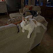 Cookie joined the competition — help win amazing prizes! cat, couch, living_room, indoor, furniture, pillow, lamp, door, window, curtains, floor, orange_cat, white_cat, pet, relaxing, home, cozy, animal, feline, resting