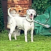 Zi Zi joined the competition — help win amazing prizes! animal, background, black_spots, collar, dog, garden, grass, green_foliage, happy, leaves, metal, nature, outdoor, pet, rust, rusty_barrel, standing, tail_up, tongue_out, white_dog