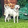 animal, background, black_spots, collar, dog, garden, grass, green_foliage, happy, leaves, metal, nature, outdoor, pet, rust, rusty_barrel, standing, tail_up, tongue_out, white_dog
