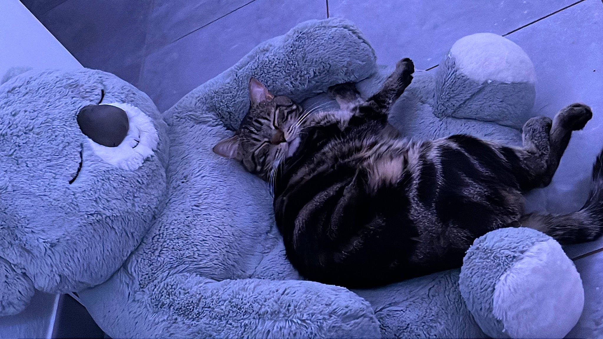 Shadow a rejoint le concours — aidez-le/la à gagner de superbes lots ! carnivore, cat, cat_bed, comfort, dog_breed, felidae, fur, grey, linens, mammal, nap, organism, small_to_medium_sized_cats, snout, sporting_group, tail, terrestrial_animal, vertebrate, whiskers, wildlife