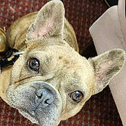 Tilly is registered to the contest to win money with this photo: dog, french_bulldog, pet, close_up, indoor, brown_eyes, wrinkles, fur, face, ears, carpet, leash, curious, looking_up, animal, cute, companion, domestic, portrait, muzzle