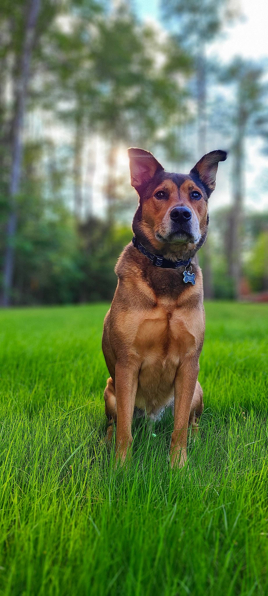Griffin is registered to the contest to win money with this photo: adventure, canidae, carnivore, collar, companion_dog, dog, dog_breed, dog_collar, dog_supply, fawn, grass, guard_dog, liver, plant, snout, sporting_group, tail, tree, working_animal, working_dog