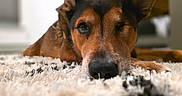 Griffin is registered to the contest to win money with this photo: dog, one-eyed, lying_down, carpet, close_up, pet, animal, brown_coat, indoor, resting, ears_up, snout, fur, portrait, cute, domestic_animal, relaxed, canine, whiskers, soft_texture
