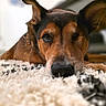 dog, one-eyed, lying_down, carpet, close_up, pet, animal, brown_coat, indoor, resting, ears_up, snout, fur, portrait, cute, domestic_animal, relaxed, canine, whiskers, soft_texture