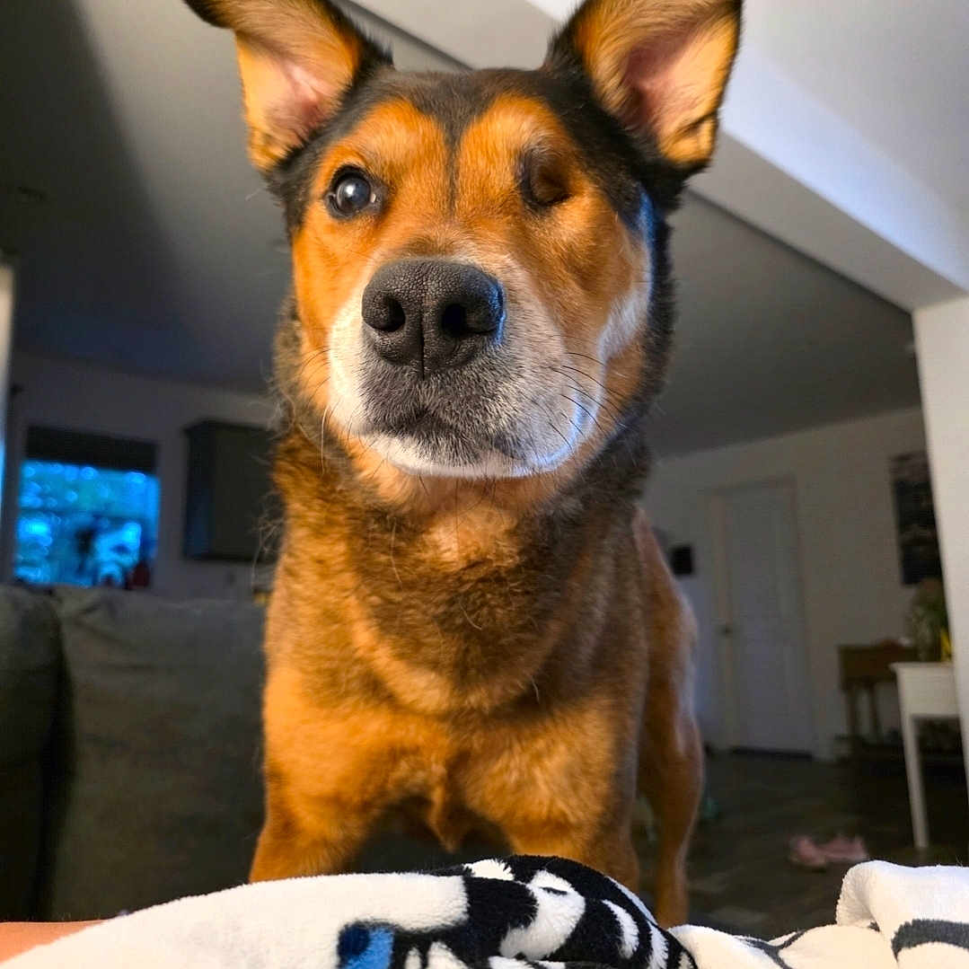 Griffin is registered to the contest to win money with this photo: dog, one-eyed, pet, indoors, ears_up, brown_fur, black_fur, animal, canine, living_room, blanket, cozy, curious, portrait, domestic, floor, furniture, house, companion, closeup