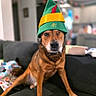 Griffin is registered to the contest to win money with this photo: dog, pet, animal, elf_hat, winking, brown_dog, couch, indoor, living_room, cozy, home, blurred_background, playful, festive, costume, sitting, canine, cute, portrait, one_eye_closed