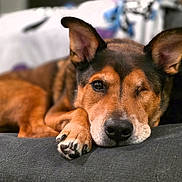 Griffin joined the competition — help win amazing prizes! dog, one-eyed, resting, portrait, close-up, brown_fur, black_fur, pet, animal, indoor, couch, relaxed, paw, ears, looking_at_camera, cute, companion, domestic_animal, fur_texture, calm