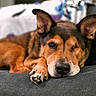 dog, one-eyed, resting, portrait, close-up, brown_fur, black_fur, pet, animal, indoor, couch, relaxed, paw, ears, looking_at_camera, cute, companion, domestic_animal, fur_texture, calm