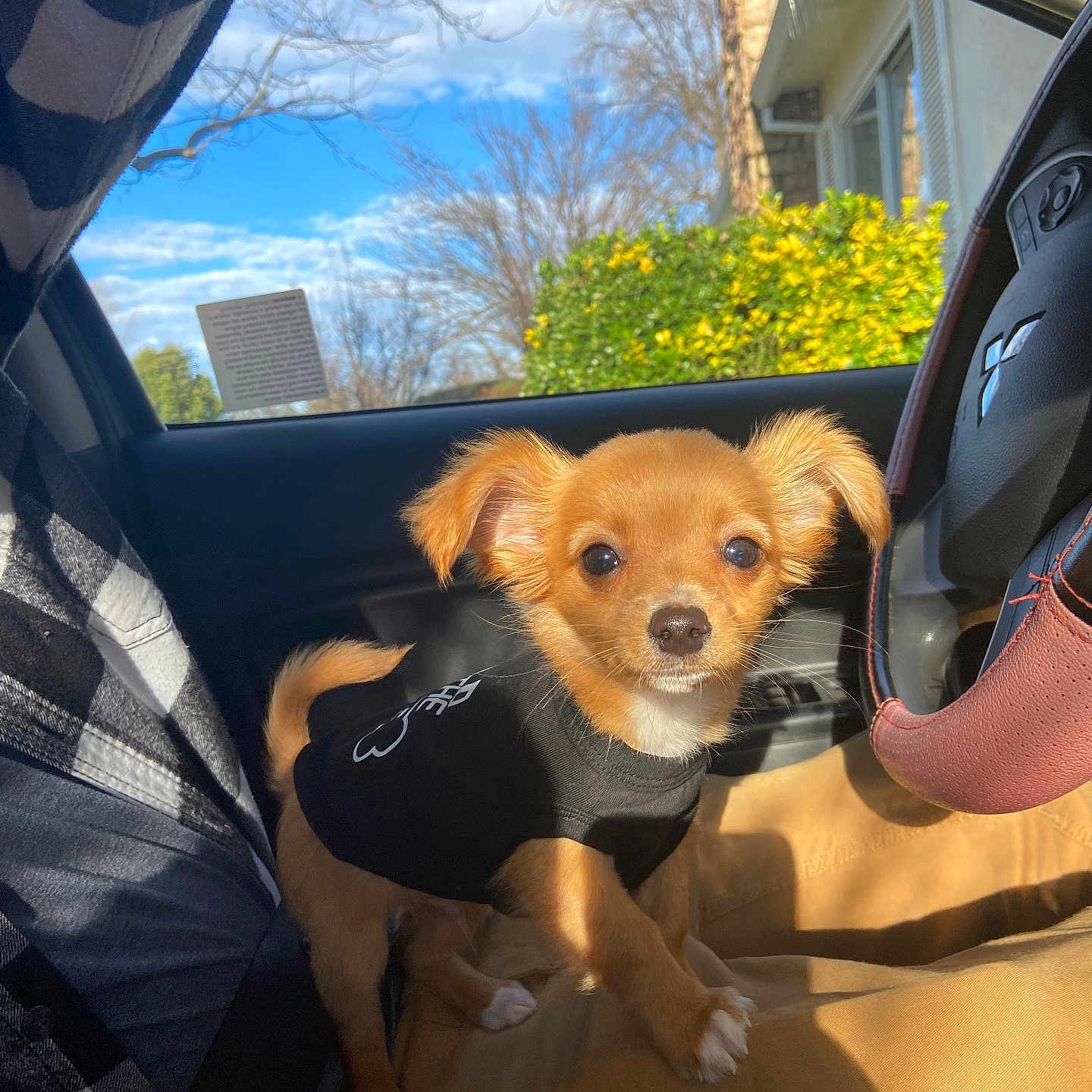 Sunny is registered to the contest to win money with this photo: animal, architecture, building, canine, car, clothing, dog, face, footwear, head, outdoors, person, pet, photography, portrait, puppy, shelter, shoe, transportation, vehicle