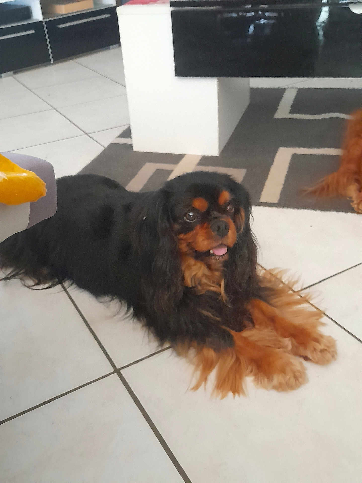 Lizie participe au concours pour gagner de l'argent avec cette photo : dog, black_and_brown, long_ears, lying_down, indoor, tiled_floor, carpet, furniture, pet, animal, cute, tongue_out, long_fur, companion, domestic, relaxed, home, floor, two_dogs, resting