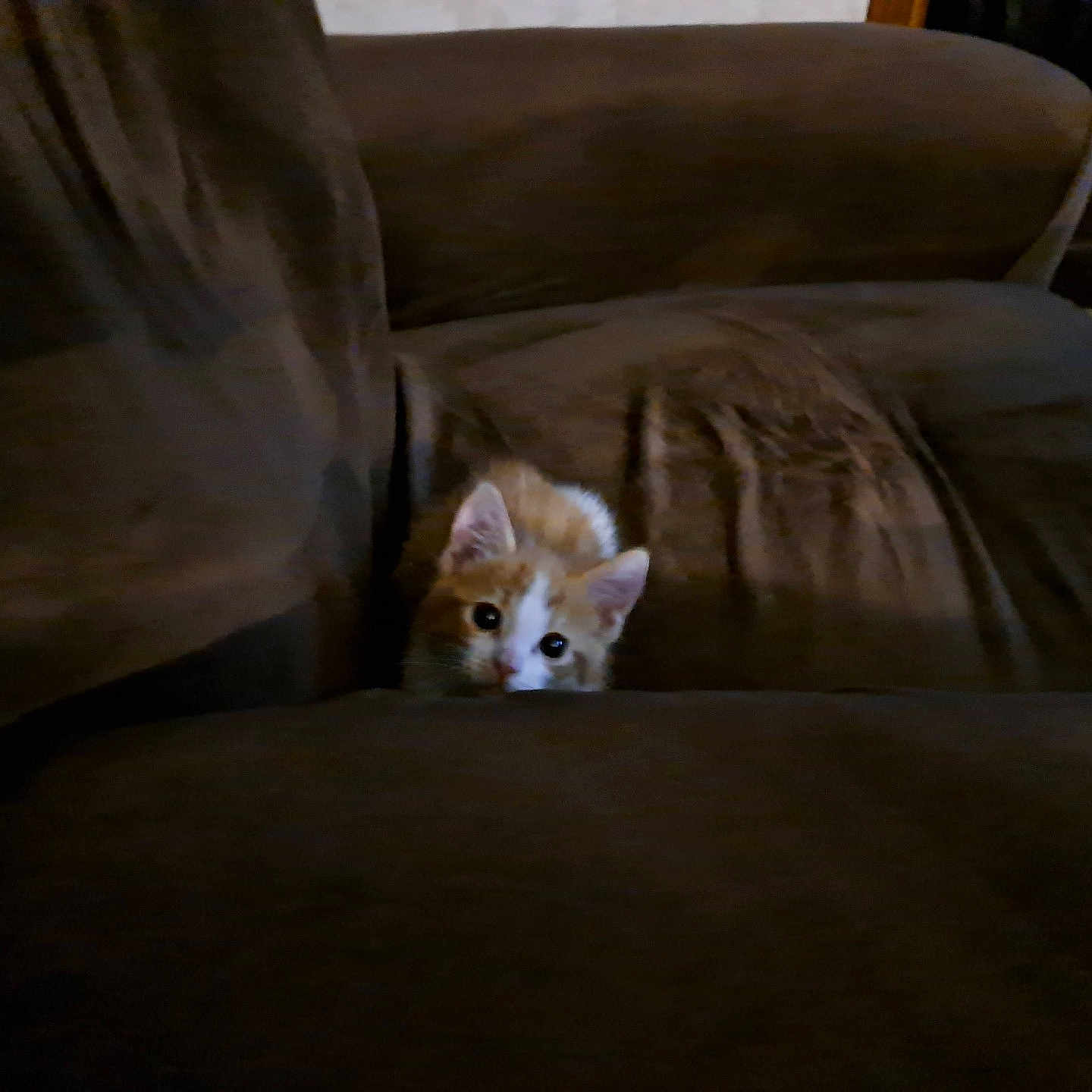 Gizmo
