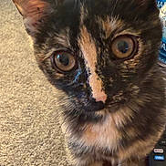 Mia joined the competition — help win amazing prizes! cat, kitten, tortoiseshell, close_up, curious, wide_eyes, fur, indoor, carpet, wooden_surface, pet, animal, whiskers, ears, face, brown, black, orange, domestic, feline